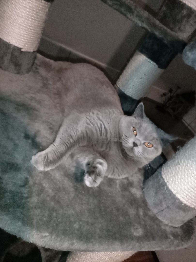 Reinrassige, junge BKH-Dame sucht neues Zuhause