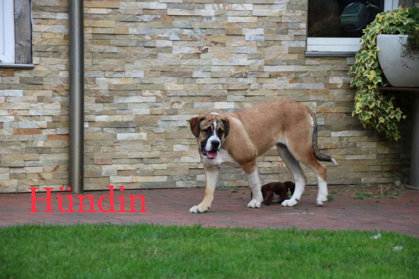 OeB mix Welpen suchen dringend Liebhaber