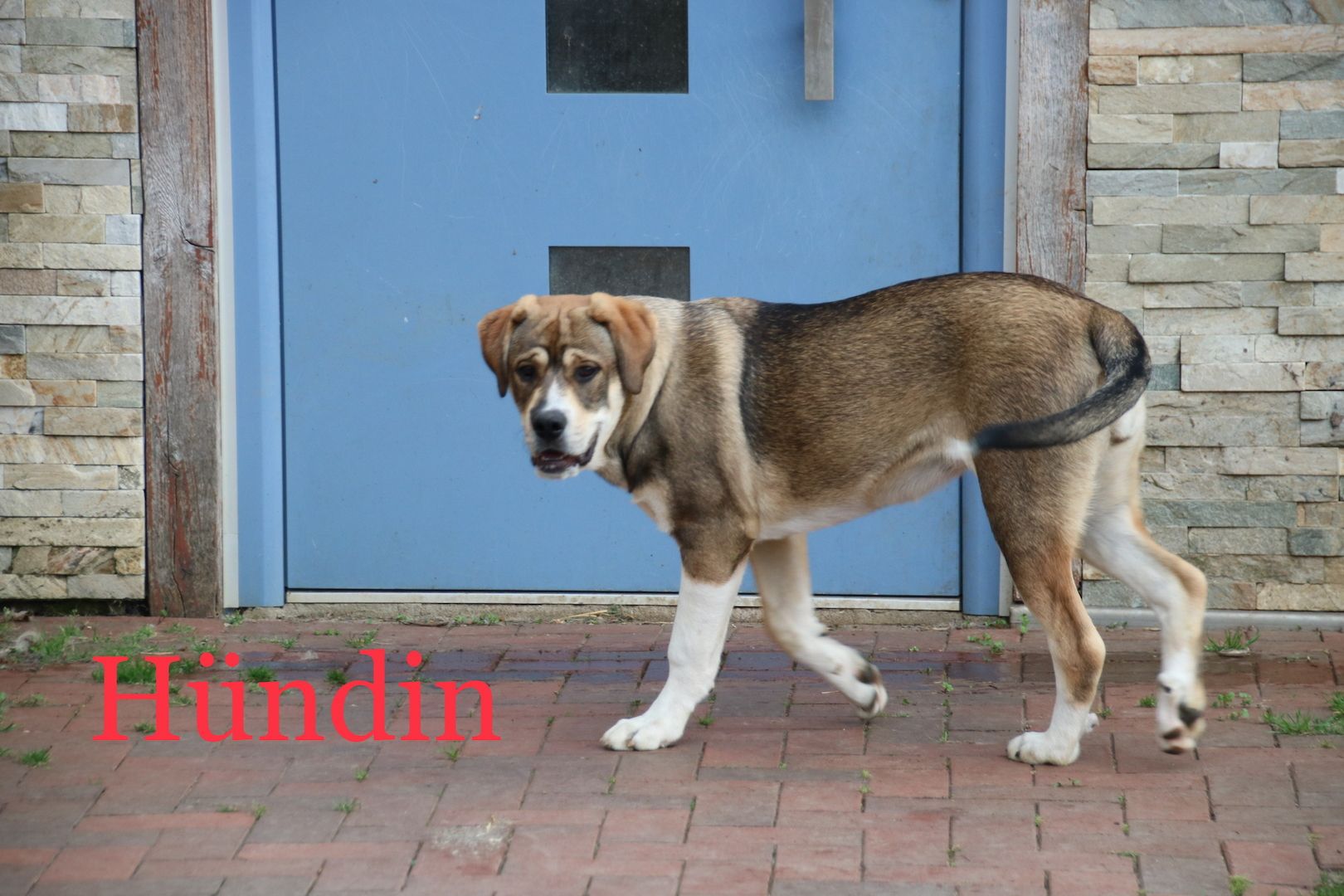 OeB mix Welpen suchen dringend Liebhaber