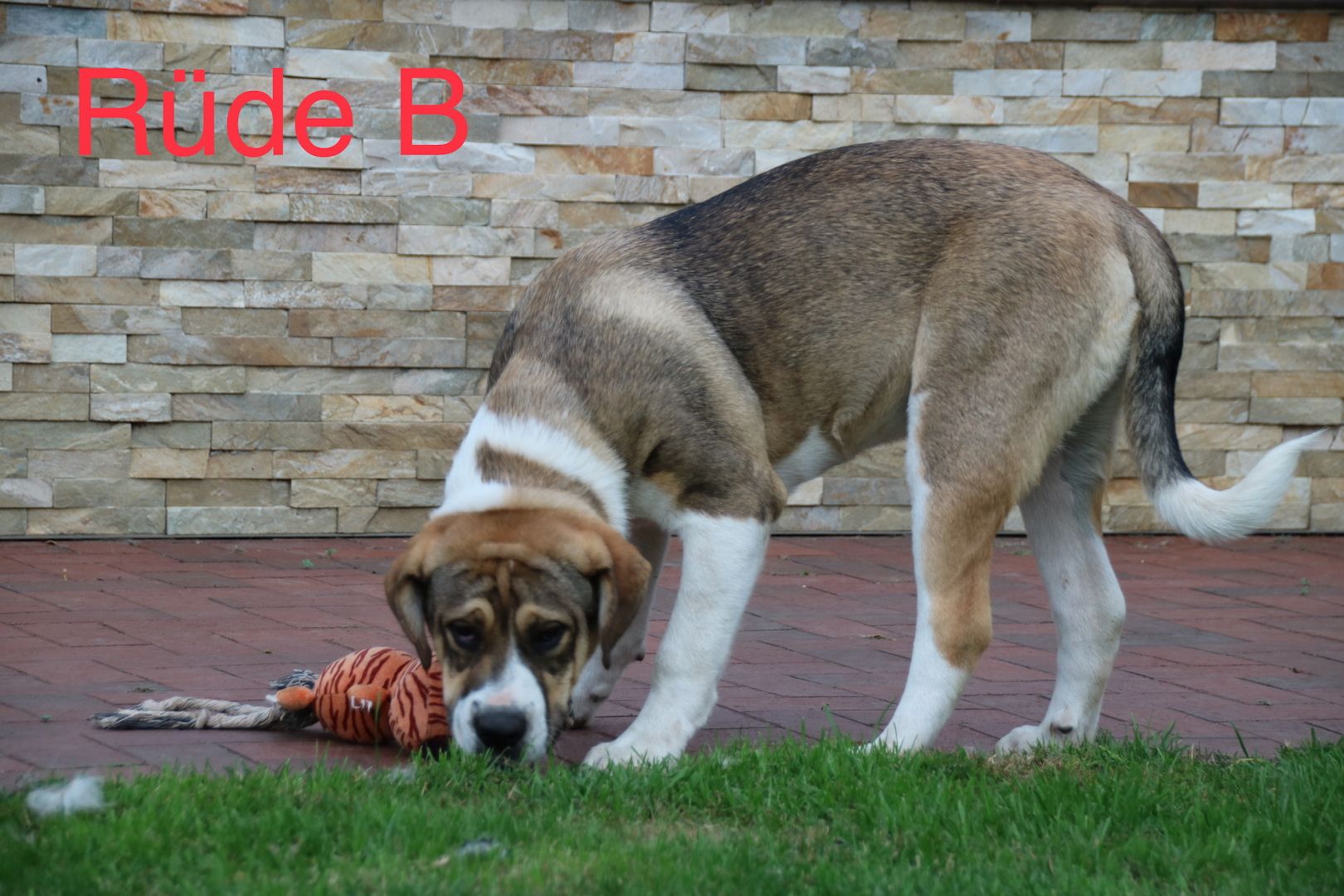 OeB mix Welpen suchen dringend Liebhaber