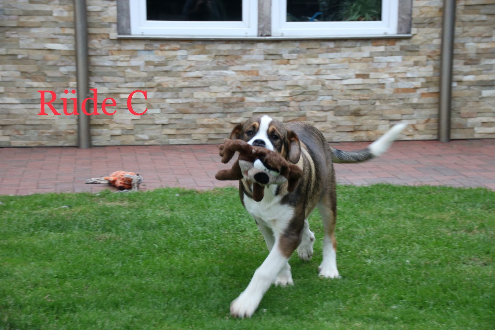 OeB mix Welpen suchen dringend Liebhaber