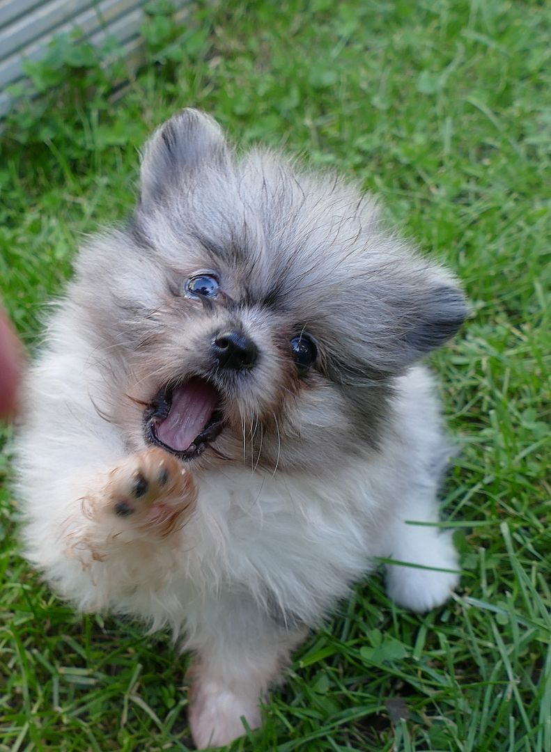 Zuckersüsse Zwergspitz Pomeranian Babys
