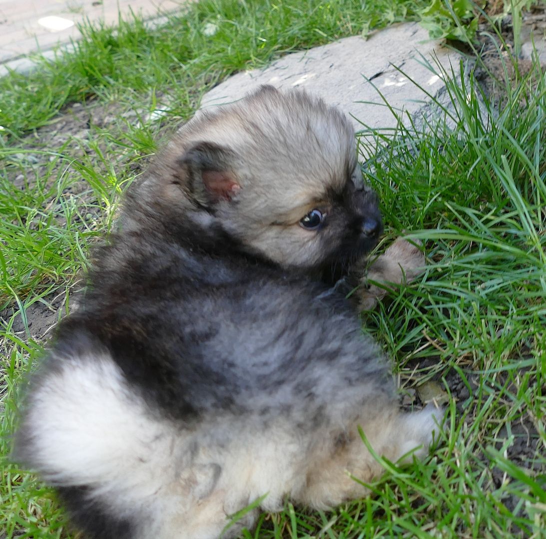Zuckersüsse Zwergspitz Pomeranian Babys