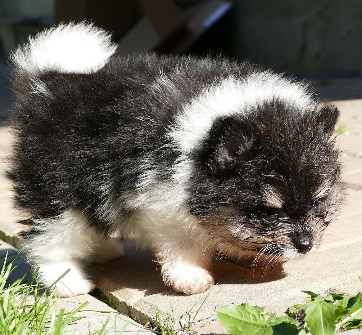 Zuckersüsse Zwergspitz Pomeranian Babys