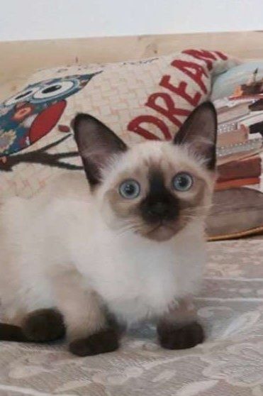 Siam Thai junge Kater