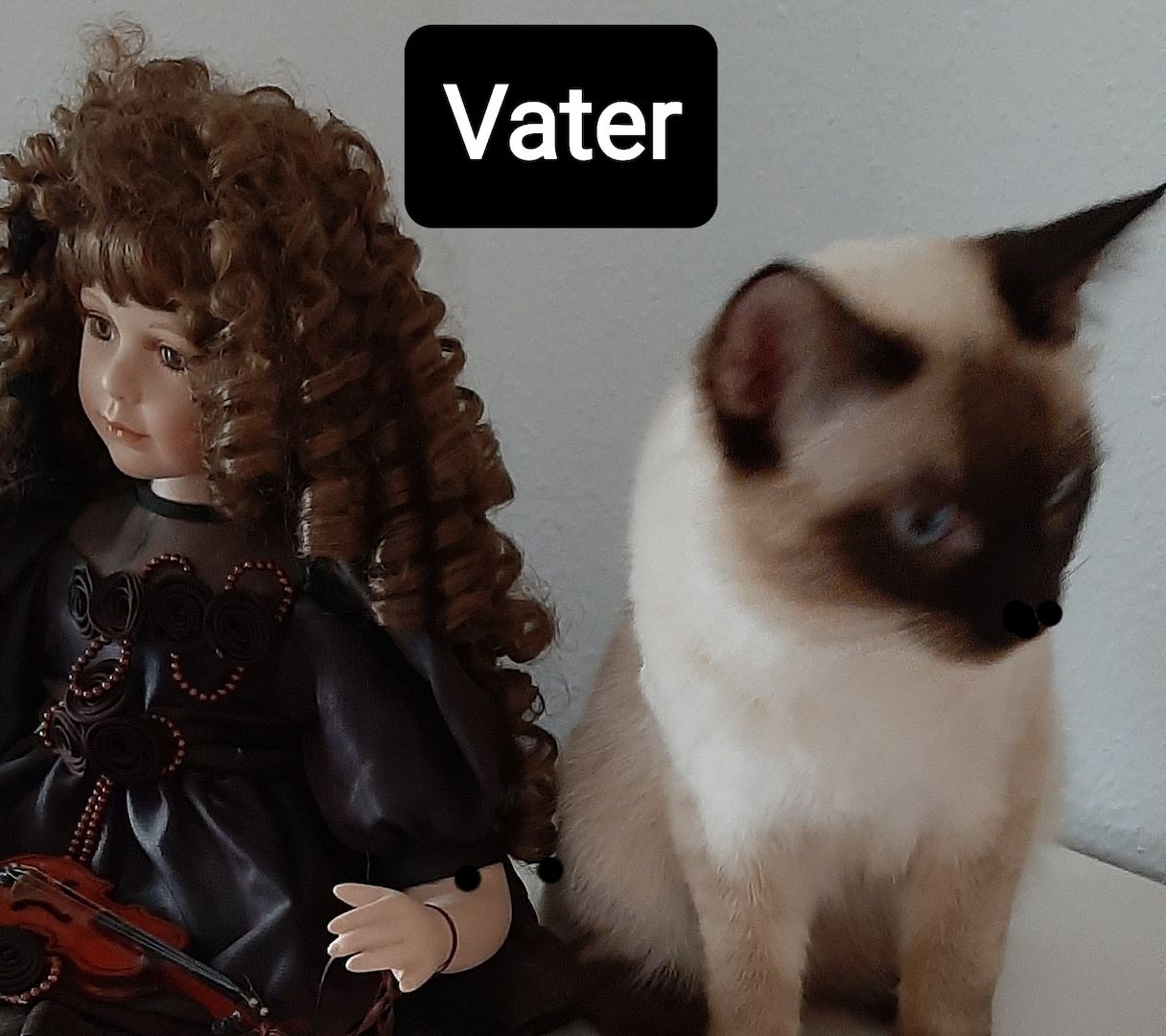 Siam Thai junge Kater