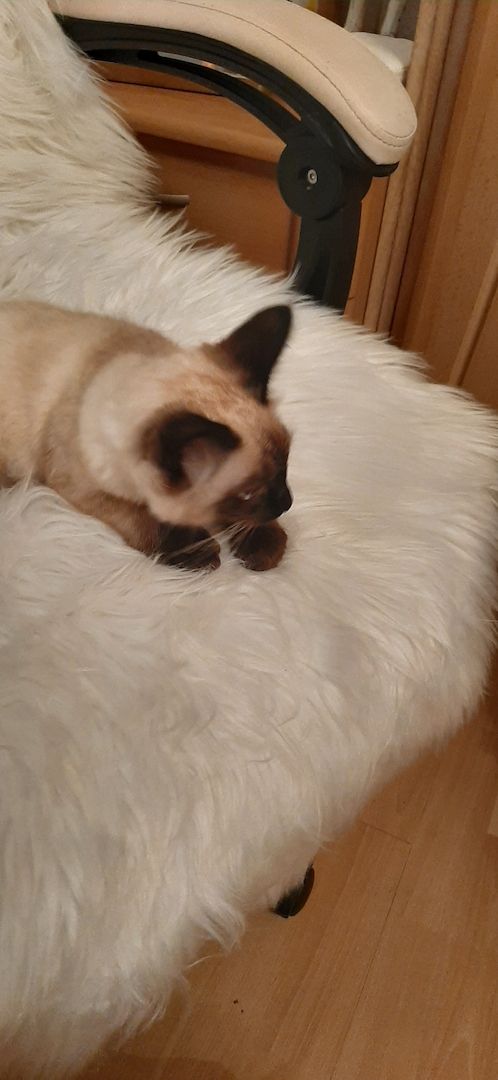 Siam Thai junge Kater