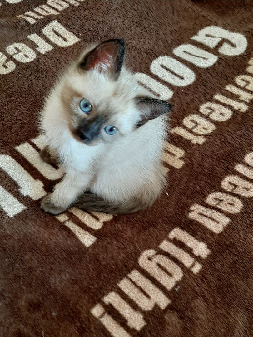 Siam Thai junge Kater