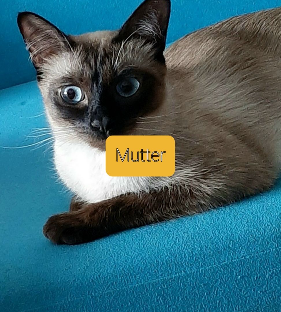 Siam Thai junge Kater