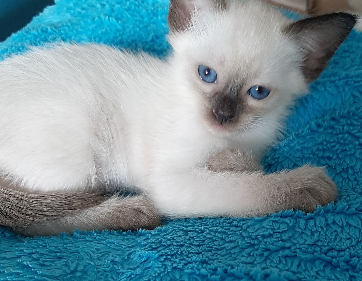 Siam Thai junge Kater