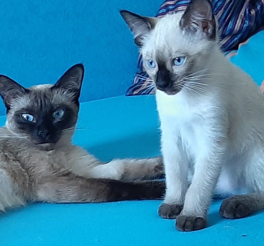 Siam Thai junge Kater