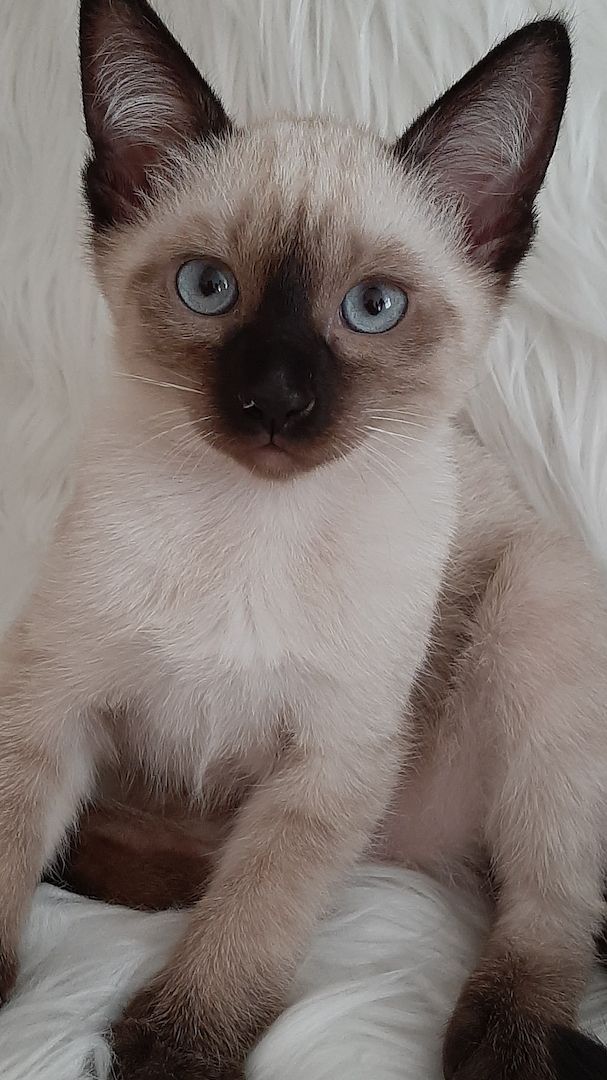 Siam Thai junge Kater