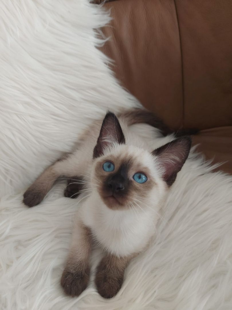 Siam Thai junge Kater