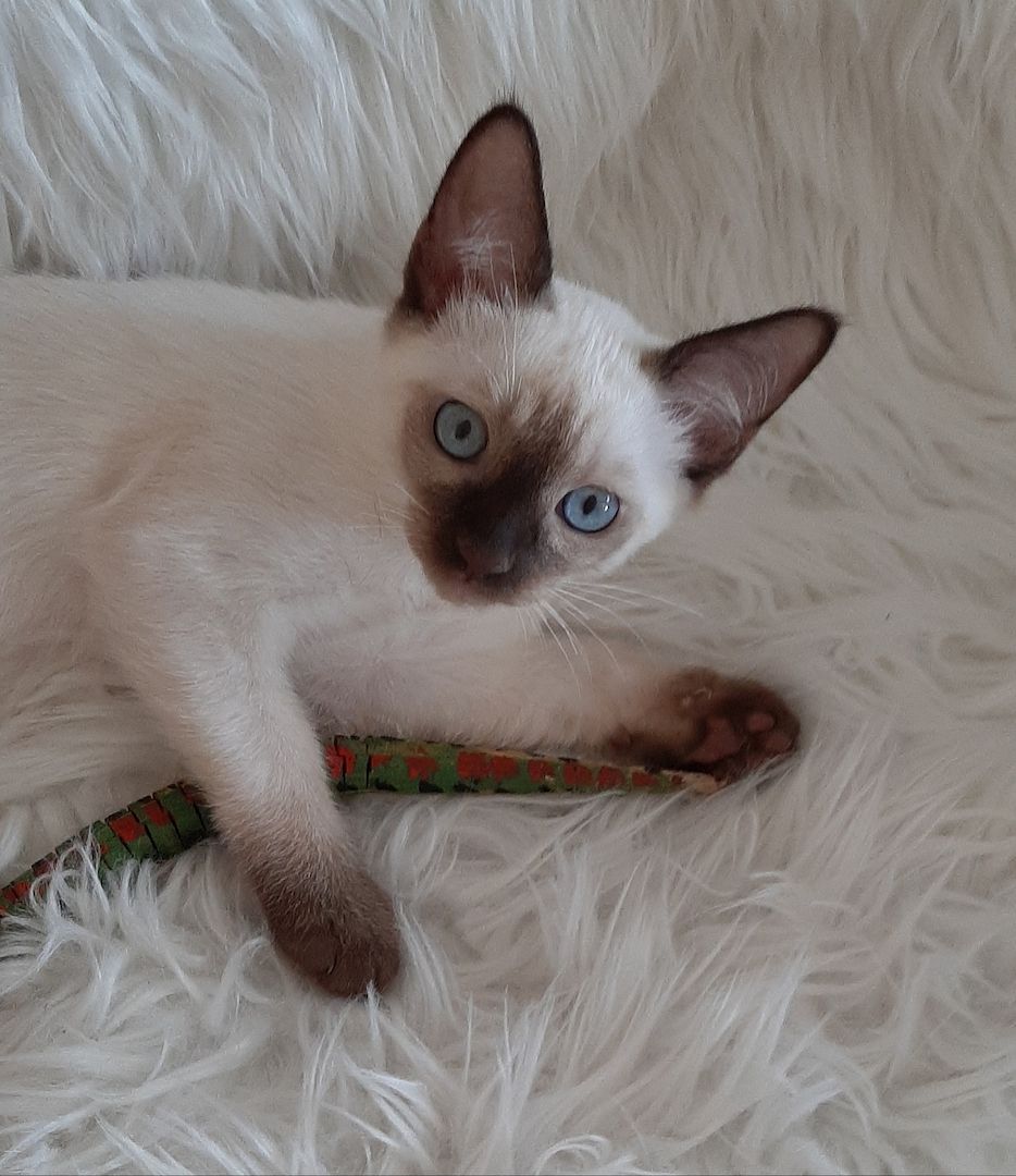 Siam Thai junge Kater