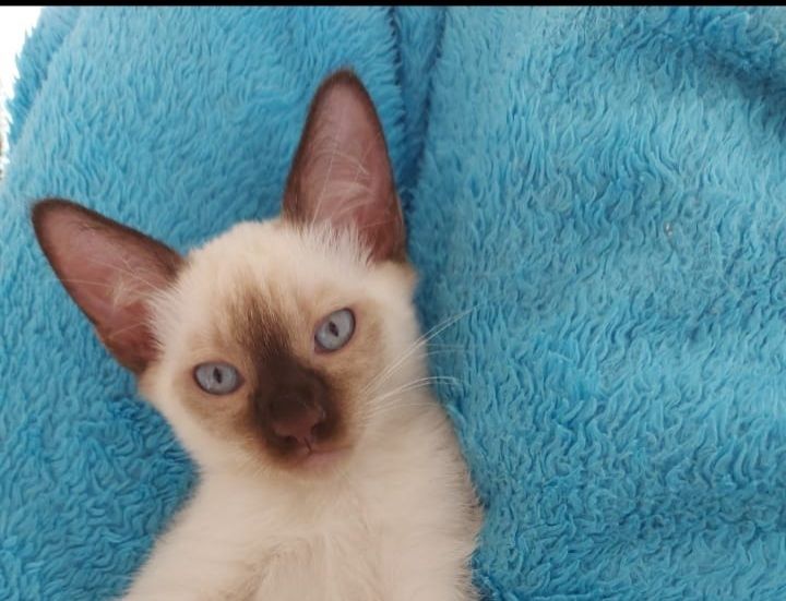 Siam Thai junge Kater