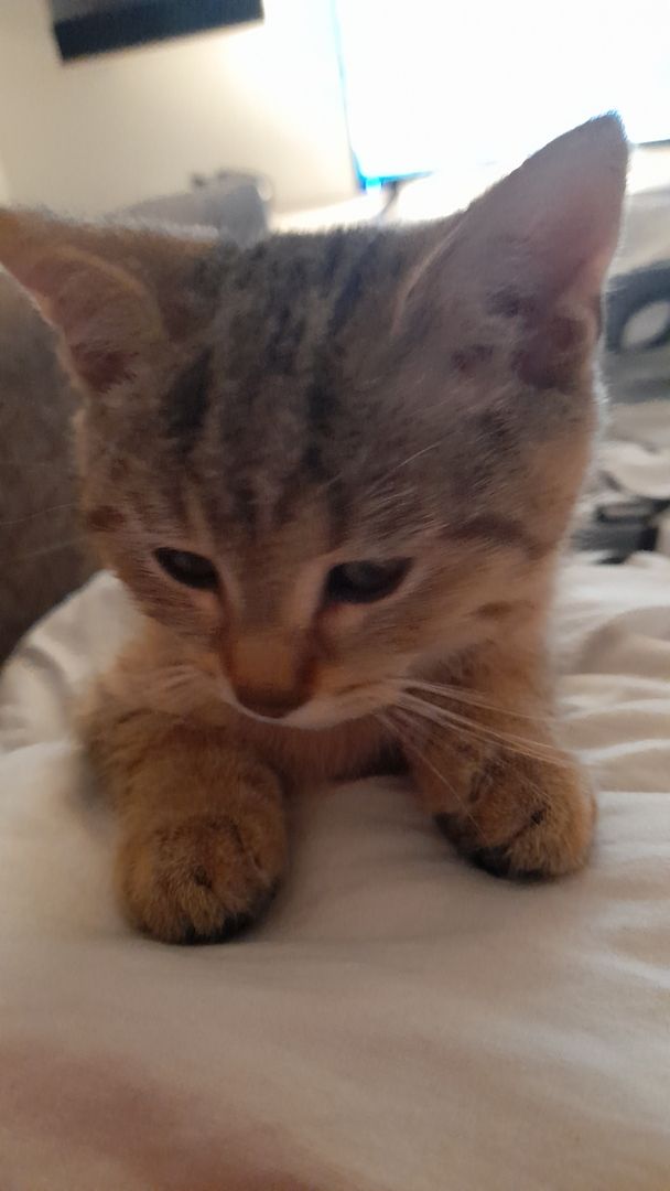 Kater in liebevolle Hände abzugeben