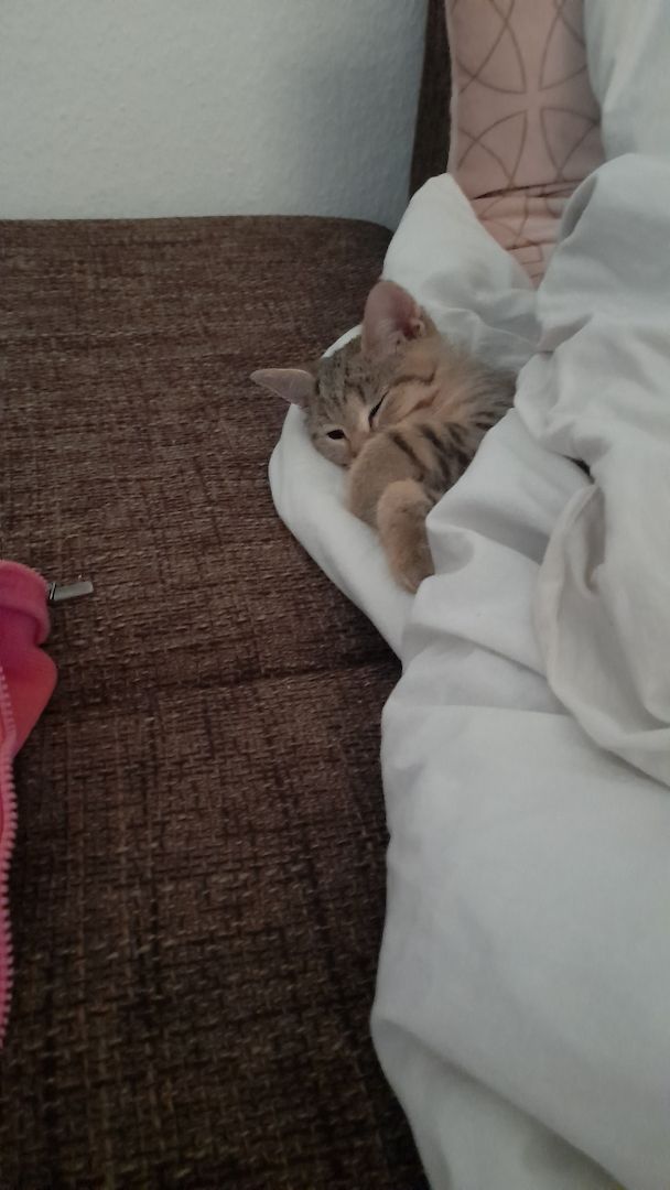 Kater in liebevolle Hände abzugeben