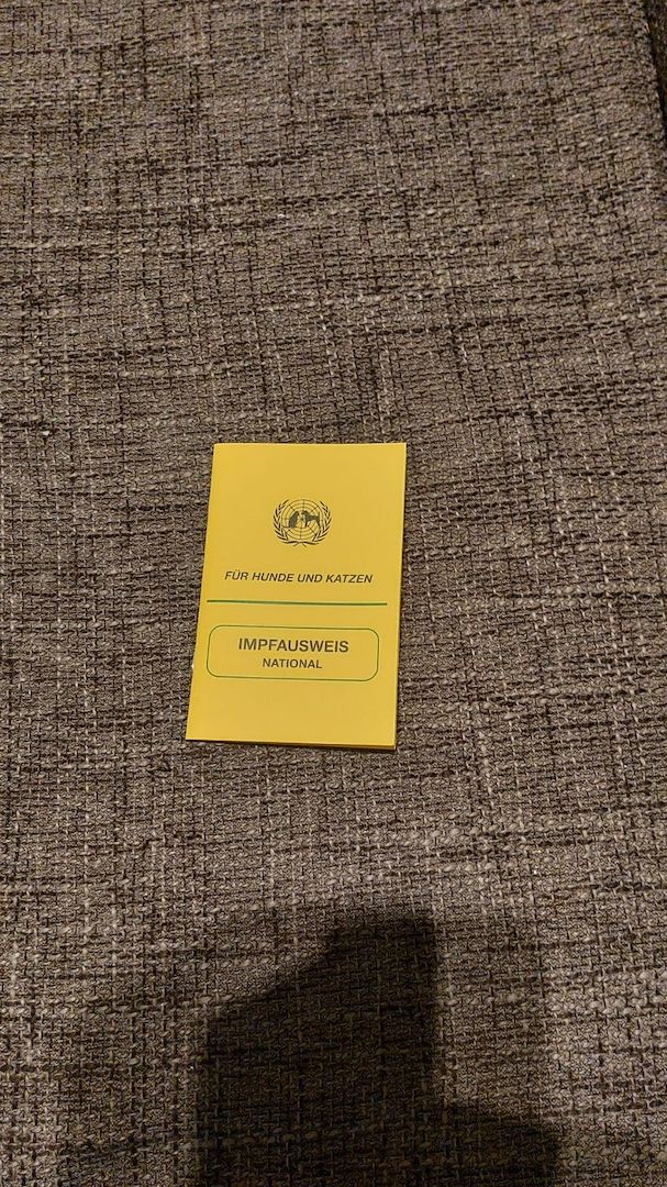 Kater in liebevolle Hände abzugeben