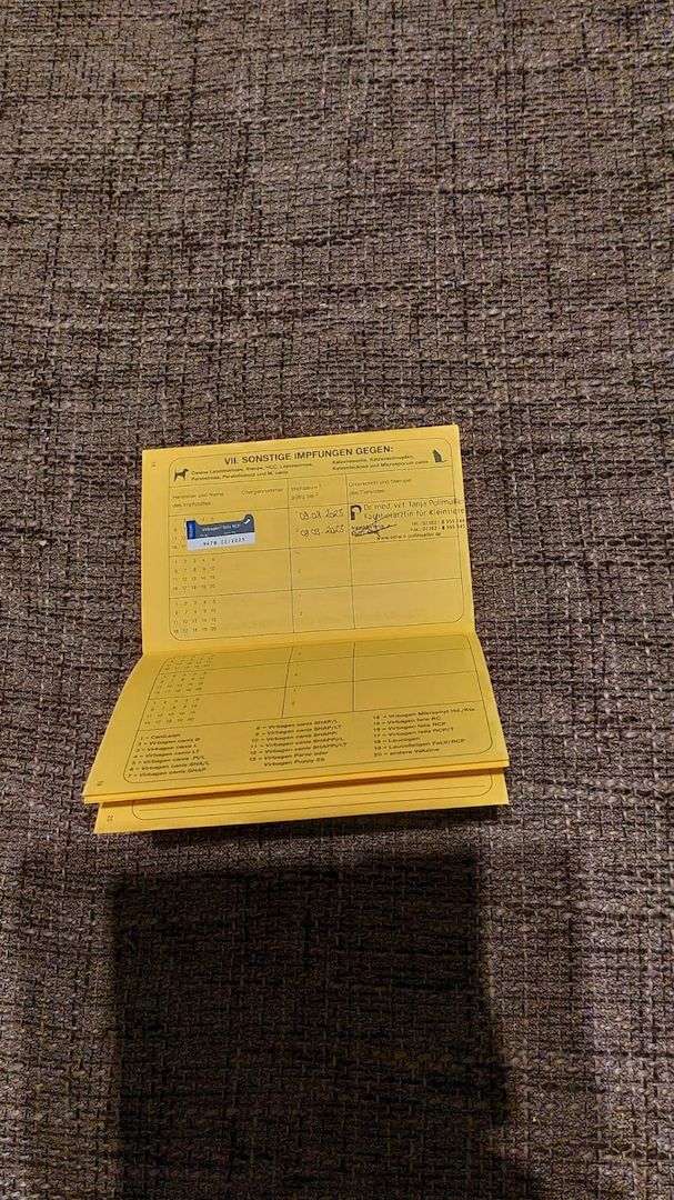 Kater in liebevolle Hände abzugeben