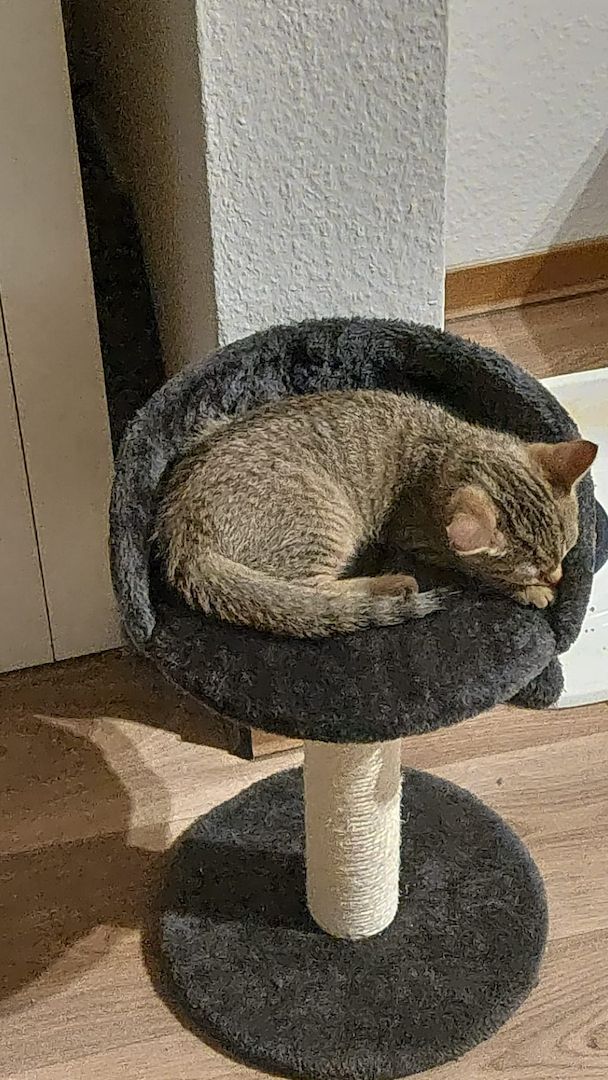 Kater in liebevolle Hände abzugeben