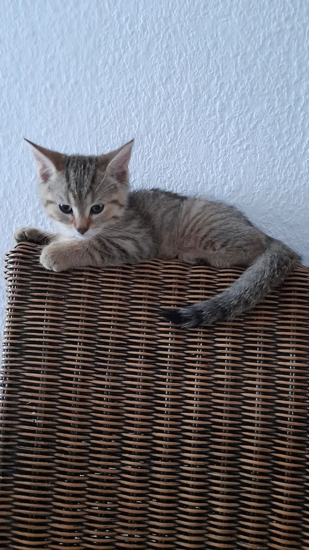 Kater in liebevolle Hände abzugeben