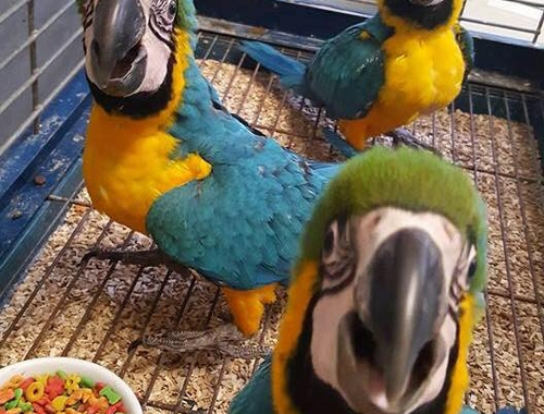 männlich und weiblich Blau und Gold Ara Papageien