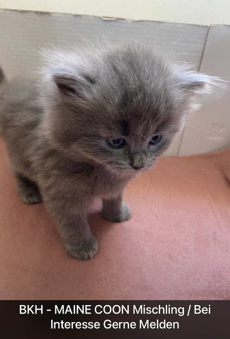 BKH - MAINE COON Mischling