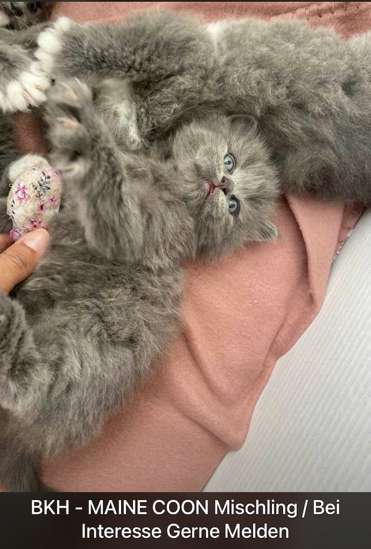 BKH - MAINE COON Mischling