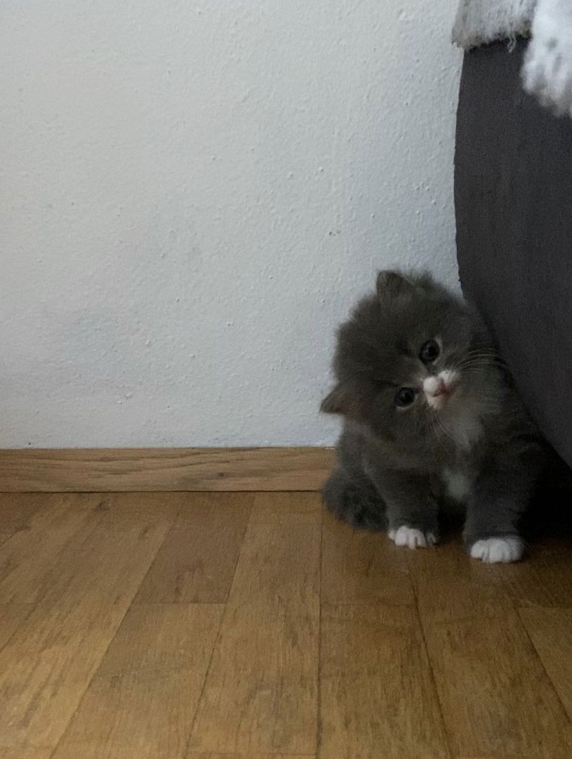 BKH - MAINE COON Mischling