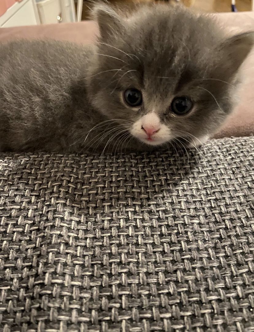 BKH - MAINE COON Mischling