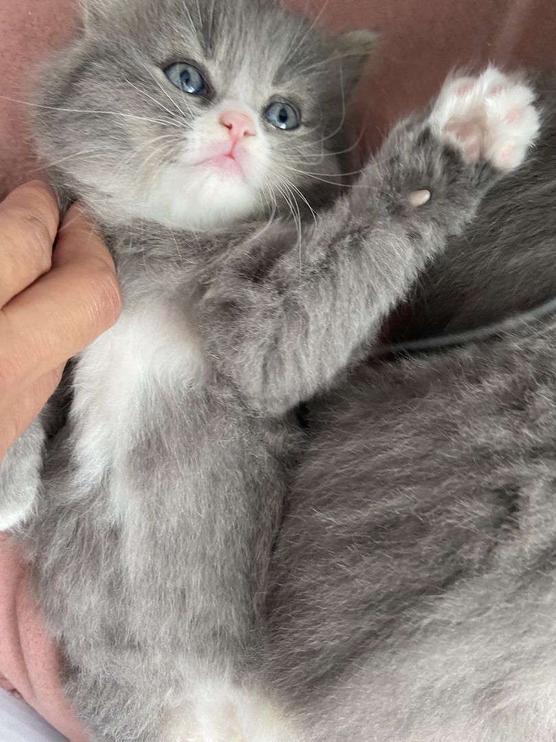 BKH - MAINE COON Mischling