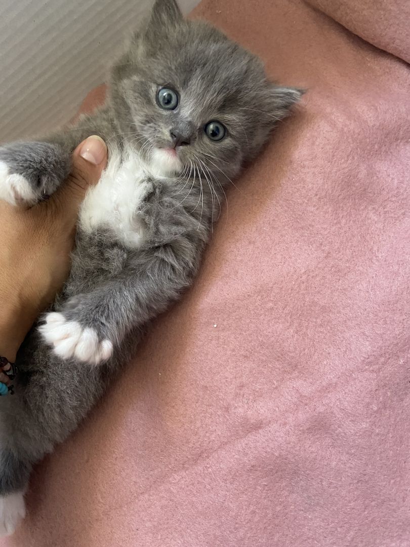 BKH - MAINE COON Mischling