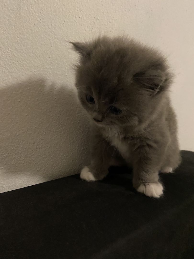 BKH - MAINE COON Mischling