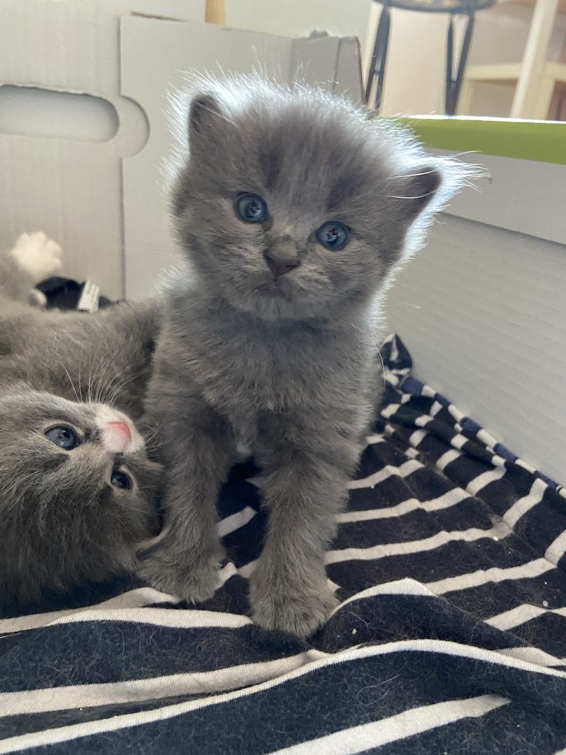 BKH - MAINE COON Mischling