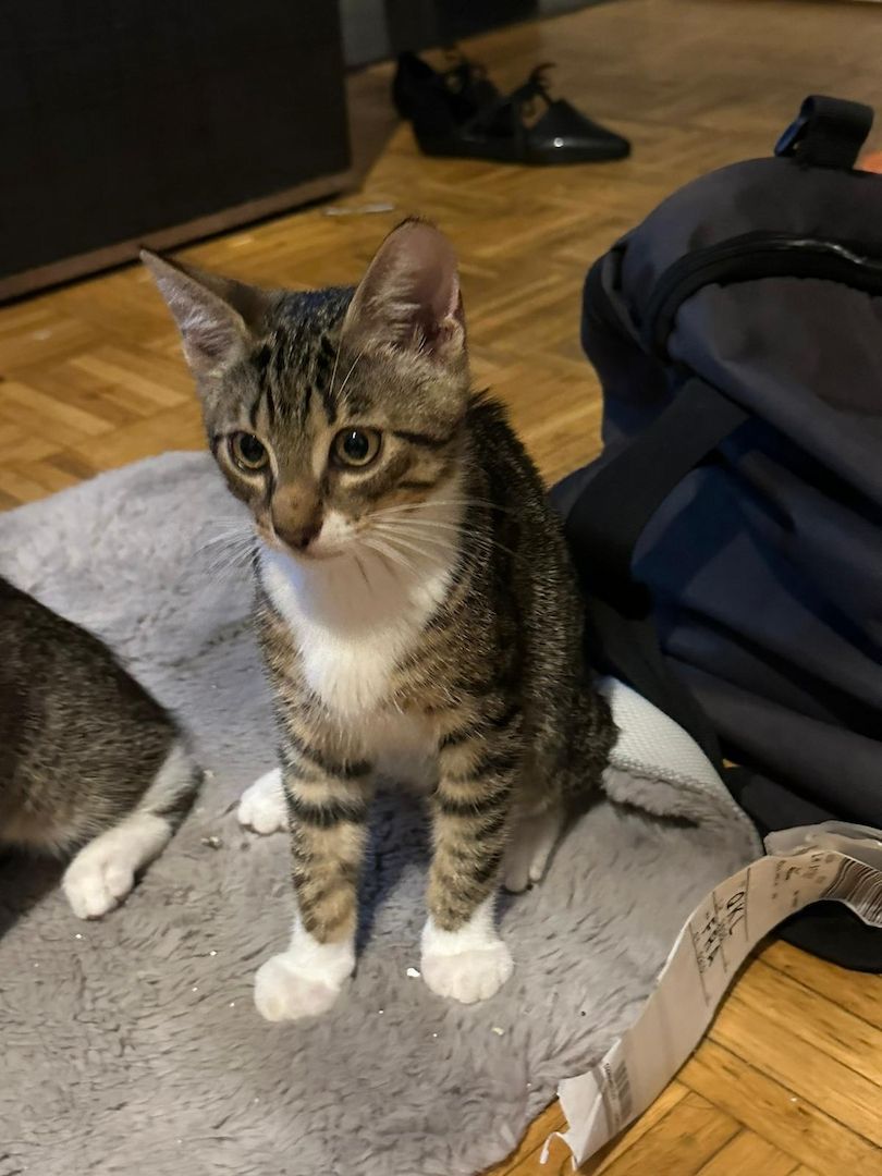 KHz/Katzen KHz/Katzen