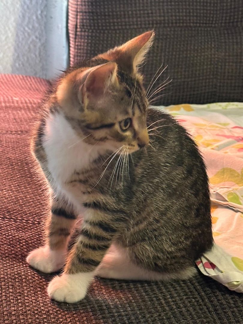 KHz/Katzen KHz/Katzen