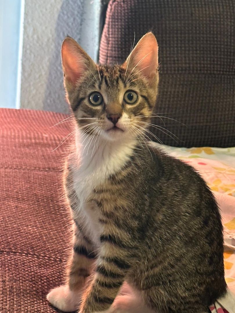 KHz/Katzen KHz/Katzen