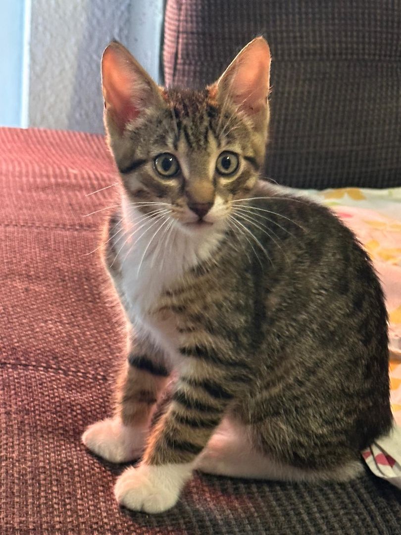 KHz/Katzen KHz/Katzen