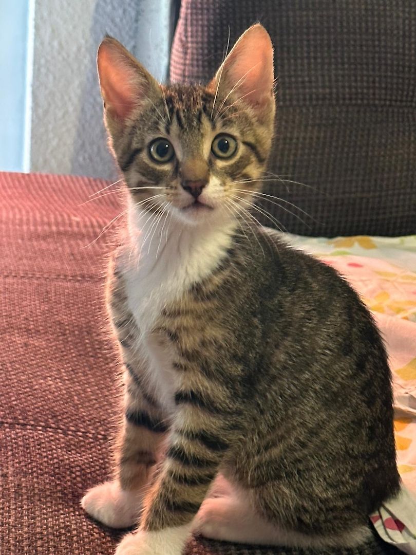 KHz/Katzen KHz/Katzen