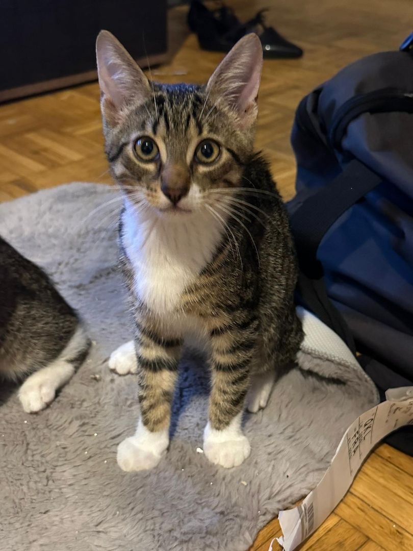 KHz/Katzen KHz/Katzen