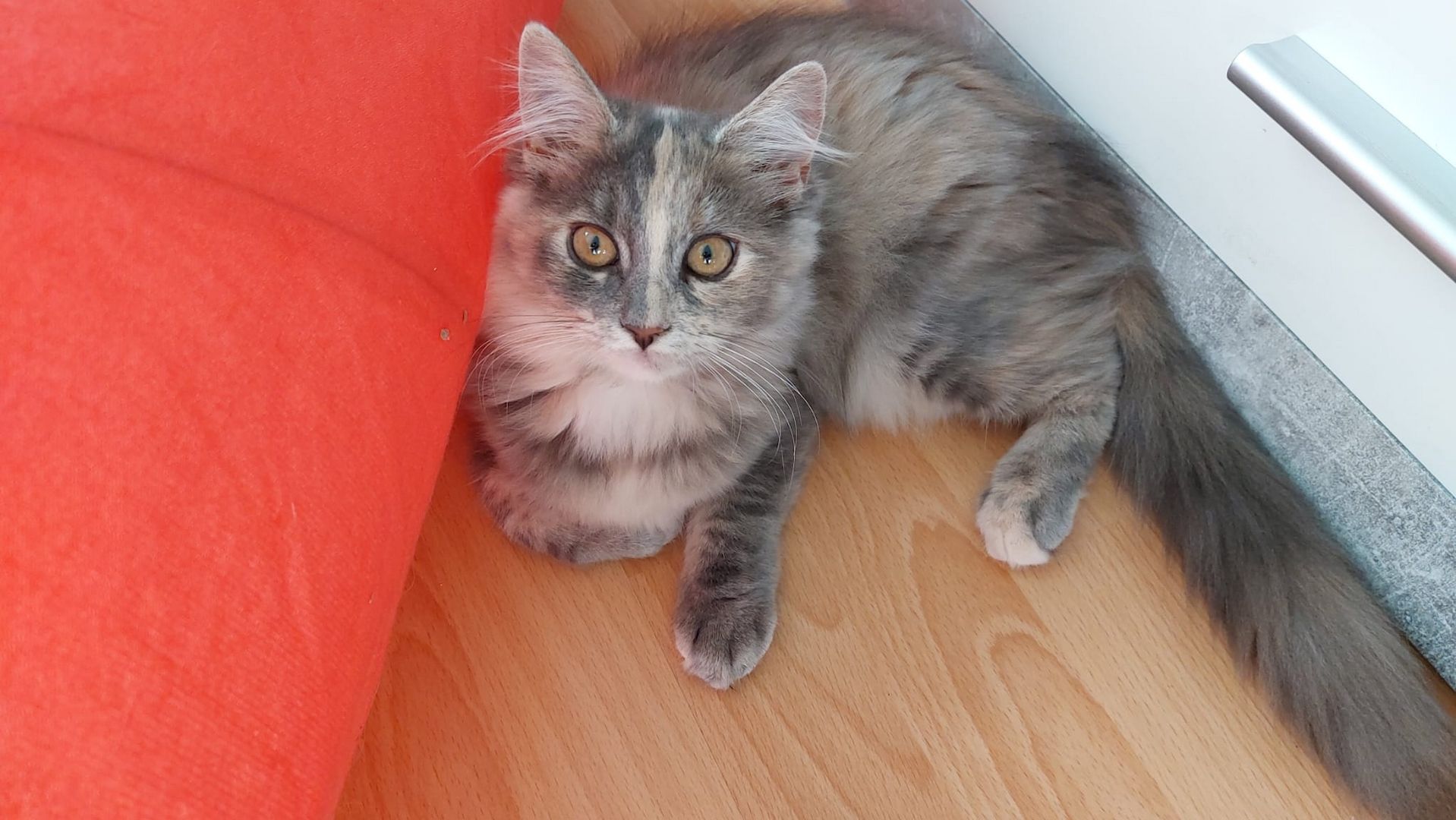 Die 2 letzten Maine Coons