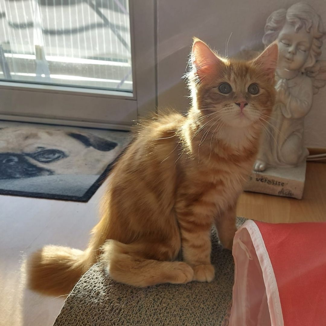 Die 2 letzten Maine Coons