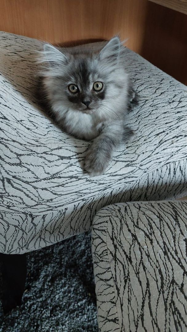 5 süsse BritischLangHaar Kitten