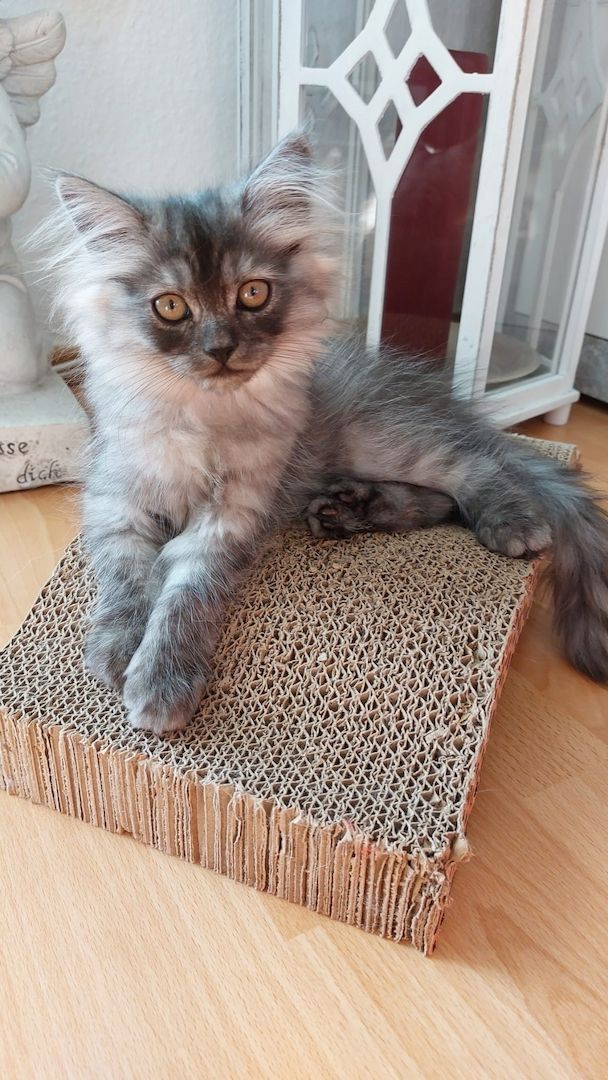 5 süsse BritischLangHaar Kitten