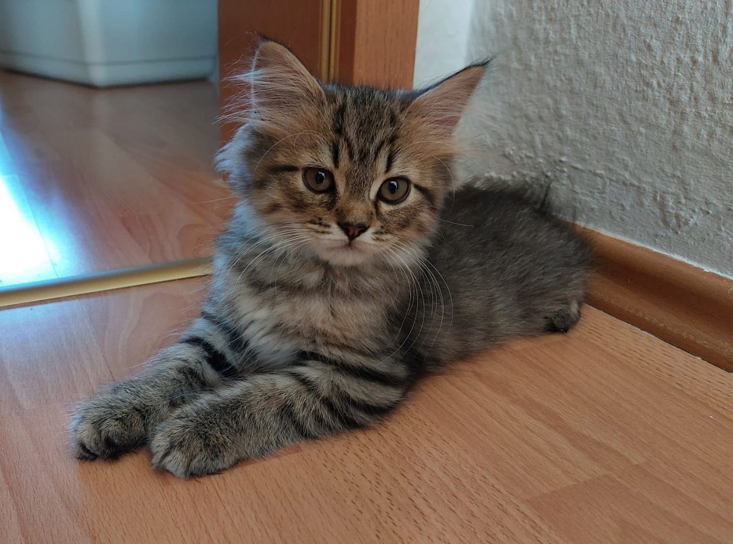 5 süsse BritischLangHaar Kitten