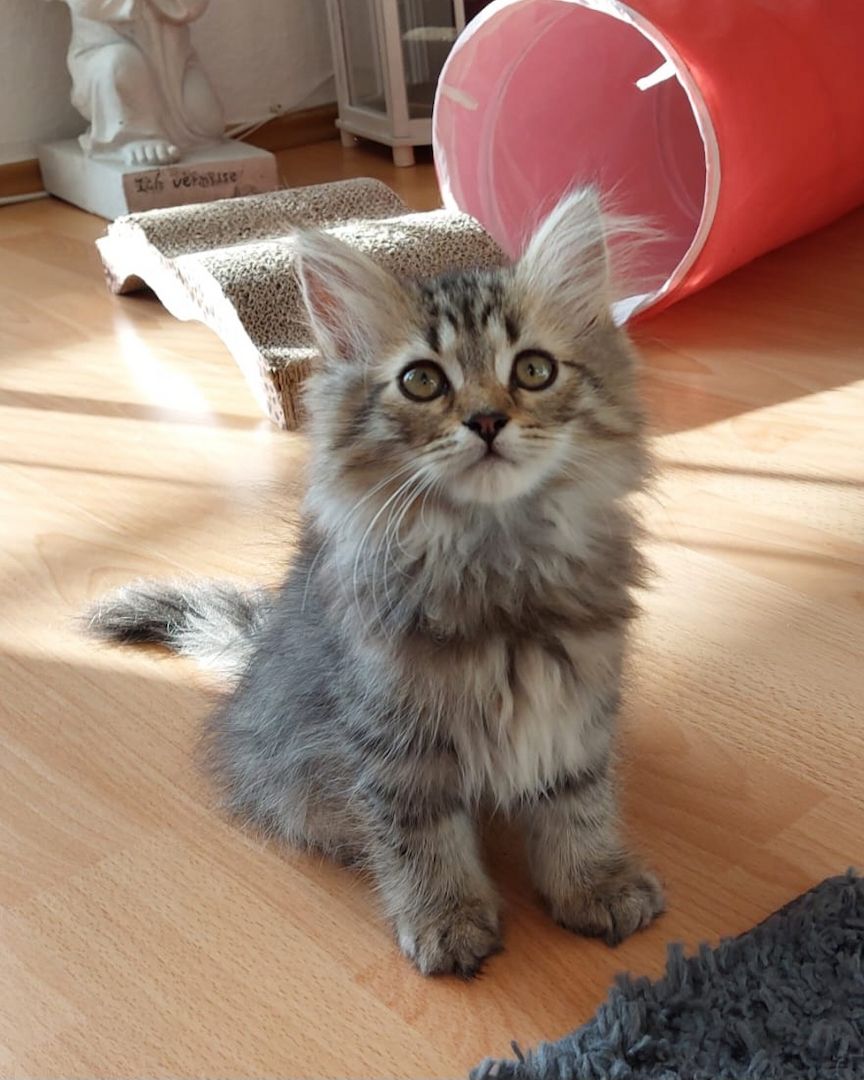 5 süsse BritischLangHaar Kitten