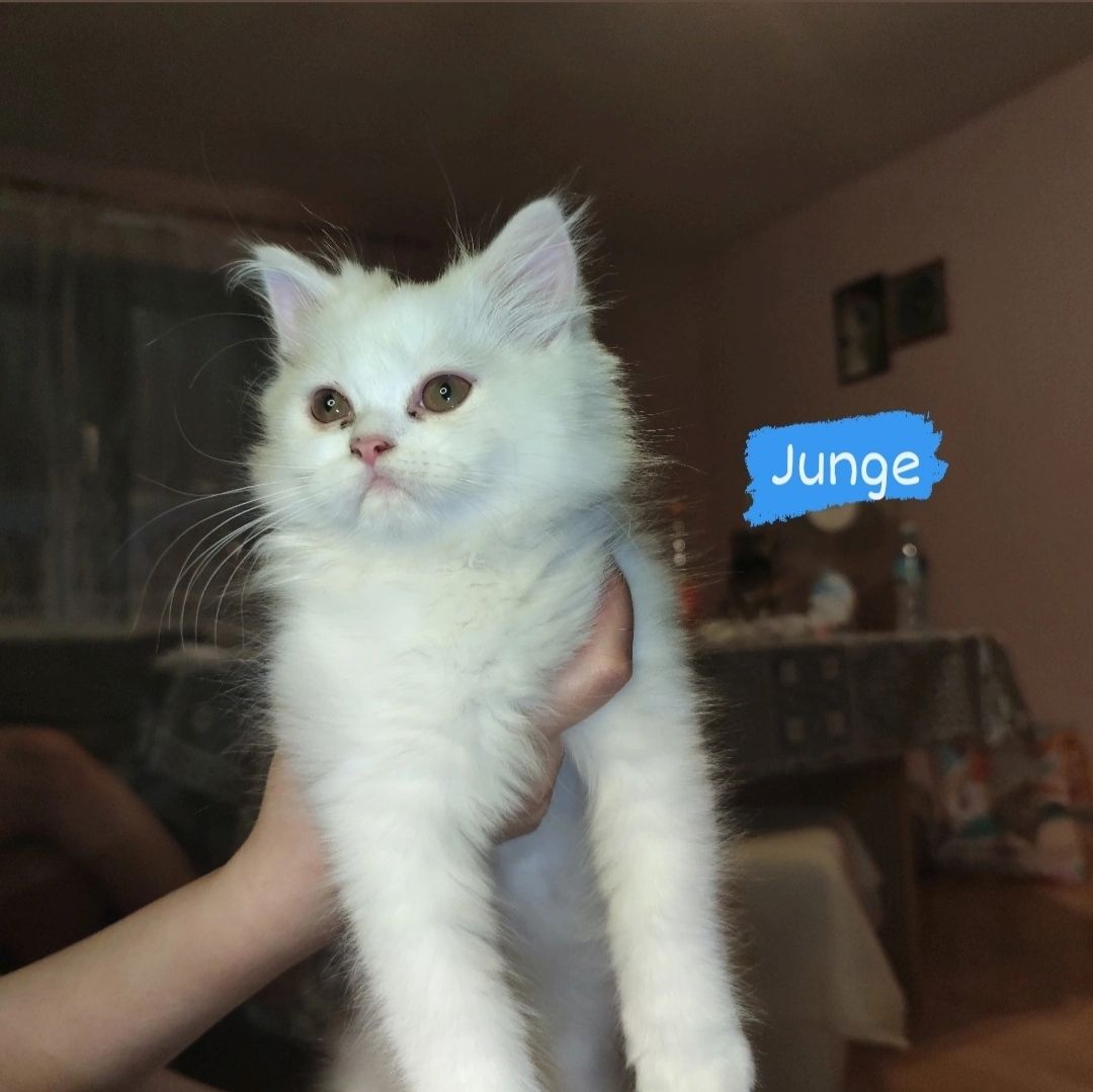 5 Kleine Kitten suchen ein liebevolles Zuhause