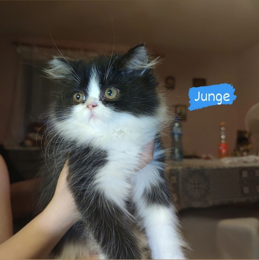 5 Kleine Kitten suchen ein liebevolles Zuhause