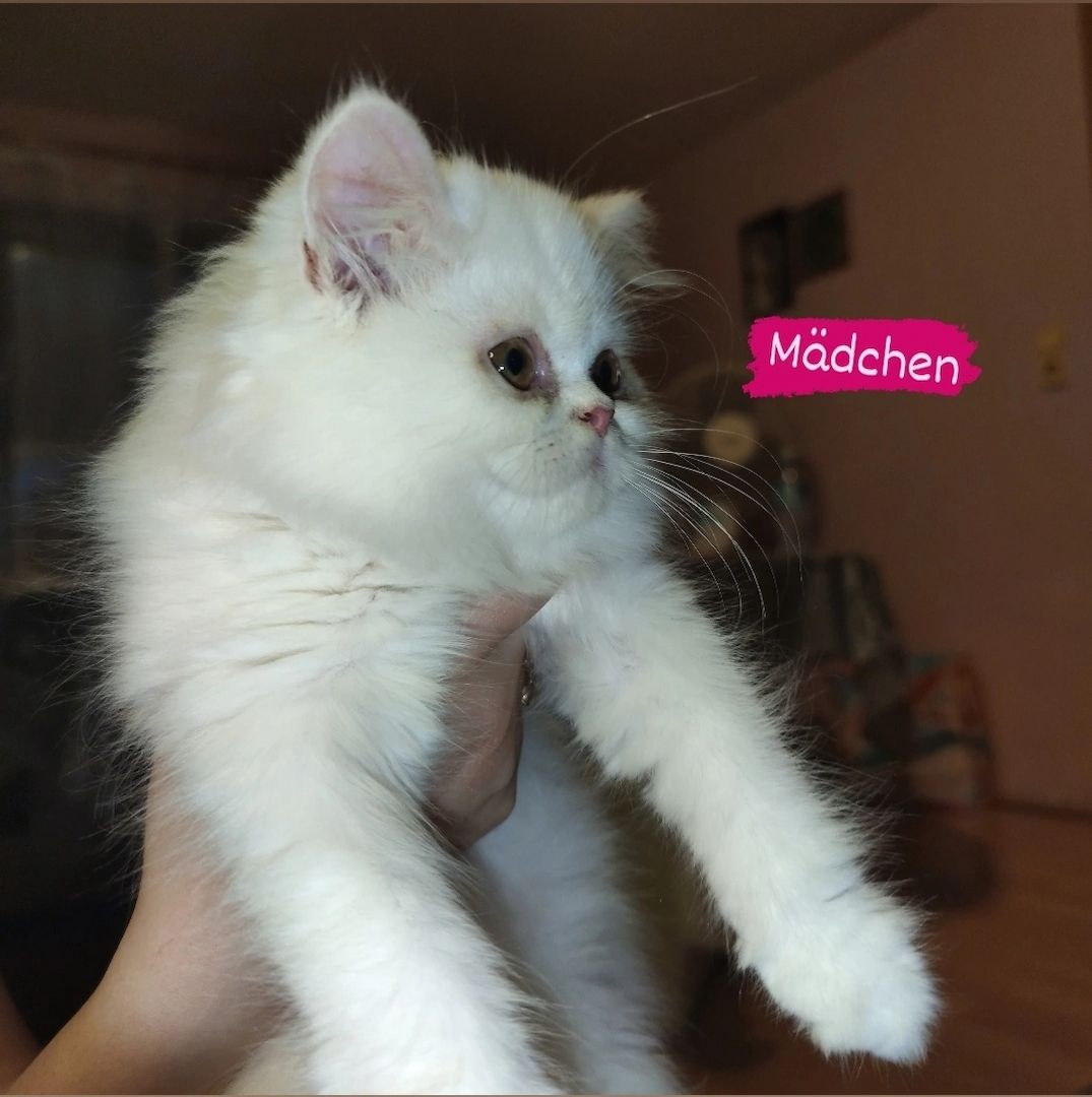 5 Kleine Kitten suchen ein liebevolles Zuhause