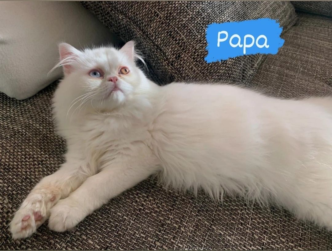 5 Kleine Kitten suchen ein liebevolles Zuhause